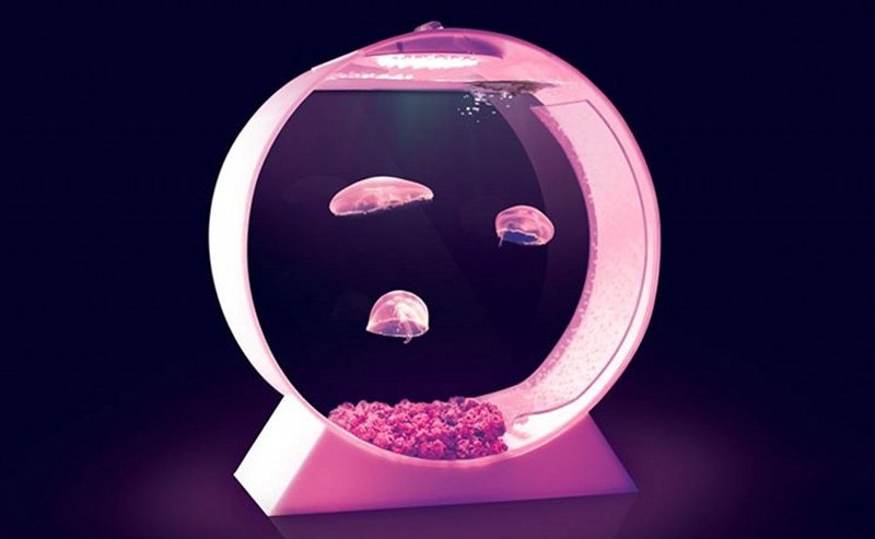 aquarium-meduse-kickstarter