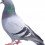 L’algorithme Pigeon (référencement local) a été lancé en France