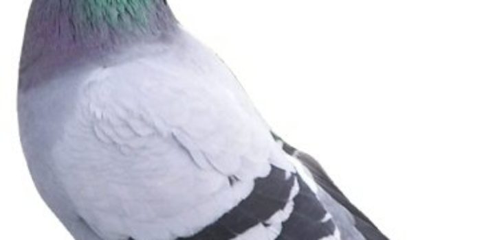 L’algorithme Pigeon (référencement local) a été lancé en France